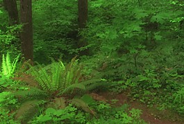 森林模板下載