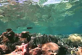 海底生物素材下載