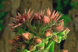 美麗的鮮花素材下載