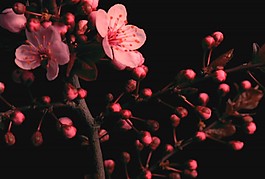 美麗的鮮花模板下載
