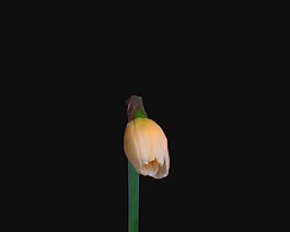 鮮花
