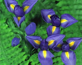 花瓣