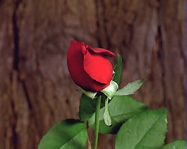 花瓣