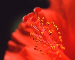 美麗的鮮花