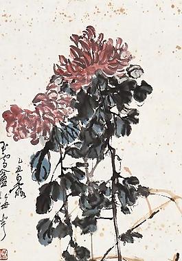 菊石圖圖片