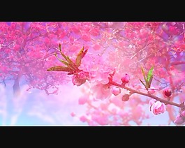 桃花绽放背景视频素材模板下载