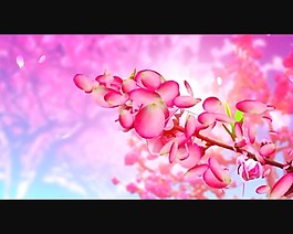 桃花背景視頻素材素材下載