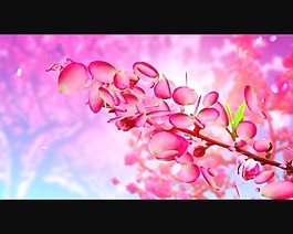 花朵背景視頻素材