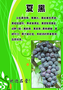 夏黑葡萄掛墻