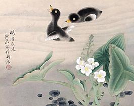 小鴨戲水圖片