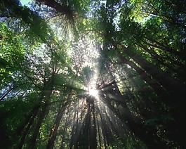 森林素材下載