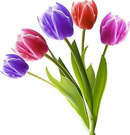 郁金香花朵矢量圖