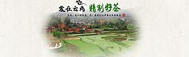 茶葉活動圖圖片