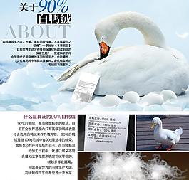 白鸭绒图片