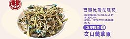 龍膽花 西藏特產(chǎn)圖片