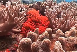 海底生物素材下載