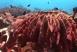海底生物模板下載