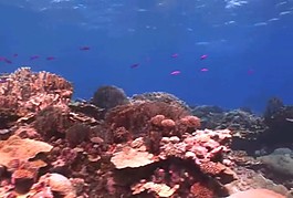 海底生物
