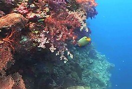 珊瑚礁