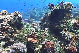 海洋