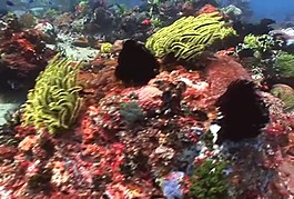 海水