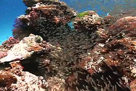 標清影視素材