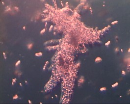 微生物
