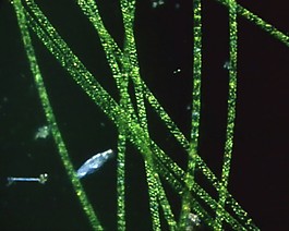 微生物模板下載