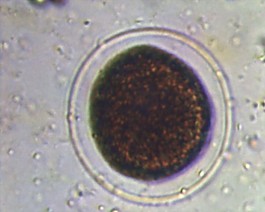 微生物素材下載
