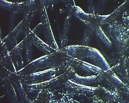微生物素材下載