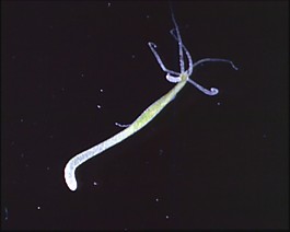 微生物模板下載