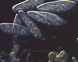 微生物