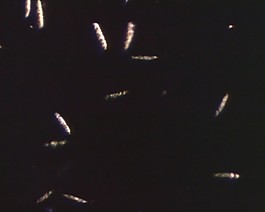 醫(yī)學(xué)