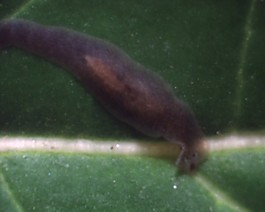 微生物素材下載