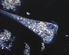 微生物模板下載