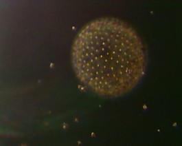 微生物