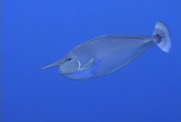 微生物素材下載
