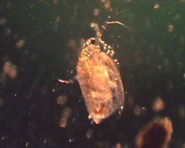 微生物素材下載