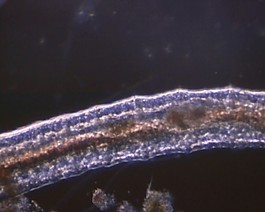 微生物模板下載