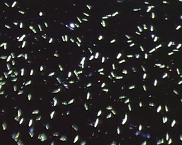 微生物模板下載