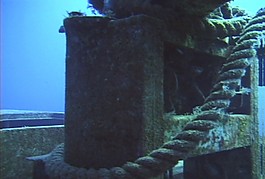 海底生物素材下載