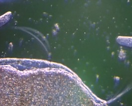 微生物素材下載