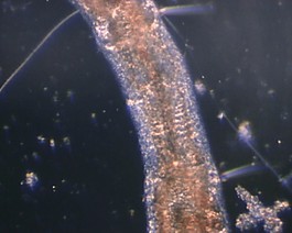 微生物素材下載