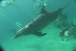 海底生物模板下載