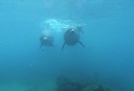 海底生物