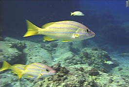 海底生物素材下載