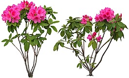 花PS摳圖