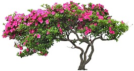 花PS摳圖