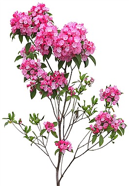 花PS摳圖