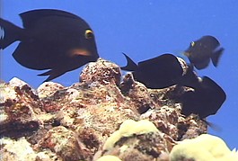 海底生物模板下載